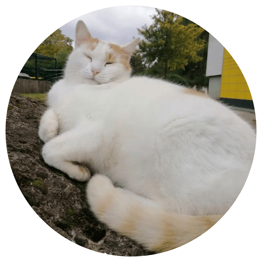 Milo the Tu Ilmenau cat